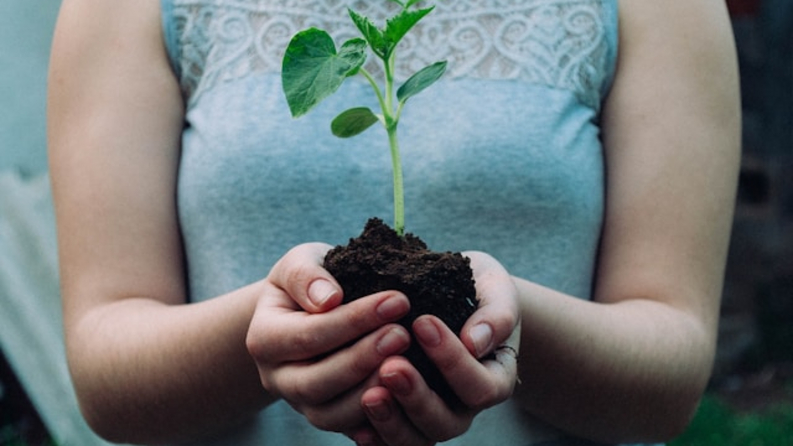 Sprout in cupped hands